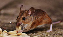 24 Hour & Emergency Exterminators in New Hradec, ND